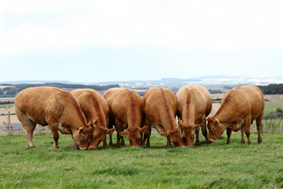 Commercial Cows