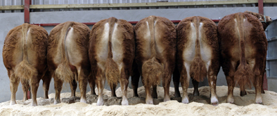 Emslies Limousin bulls for sale Carlisle May 2010